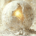 Dissolution of social norms in a Stoic context